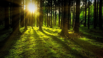 Tree care guides - Top tips for working on trees with a TPO applied