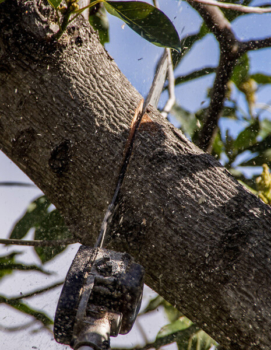 Follow our easy guide to your tree rights. What to do if you want to cut down a neighbour's tree. Finding amicable solutions. Tree ownership rules. Next steps for ongoing tree disputes. Hire a professional tree surgeon.