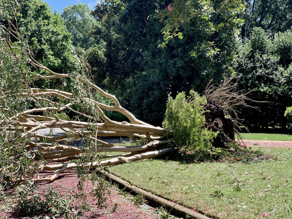 24/7 emergency tree clearance