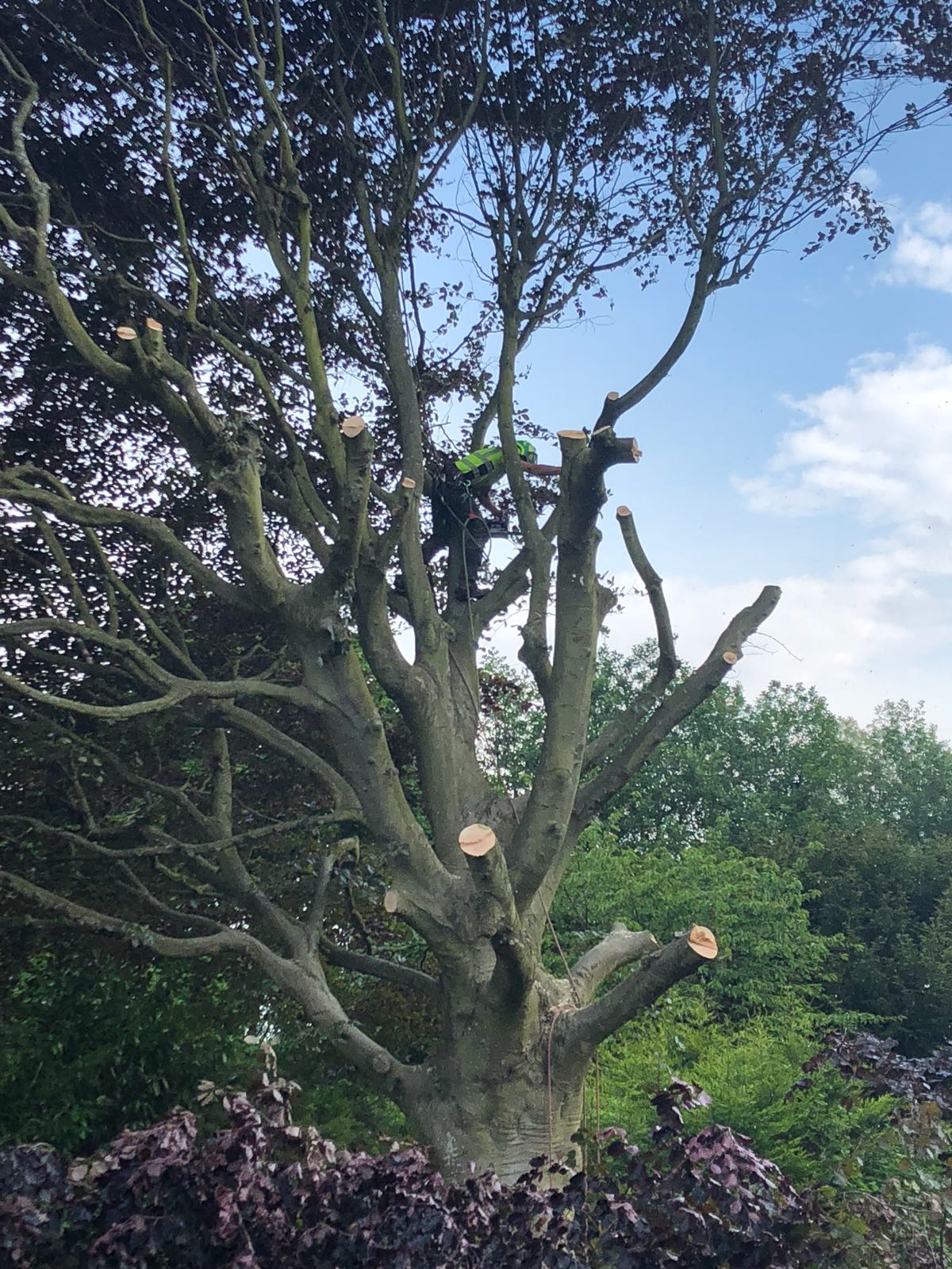 Tree surgeon in Kenley