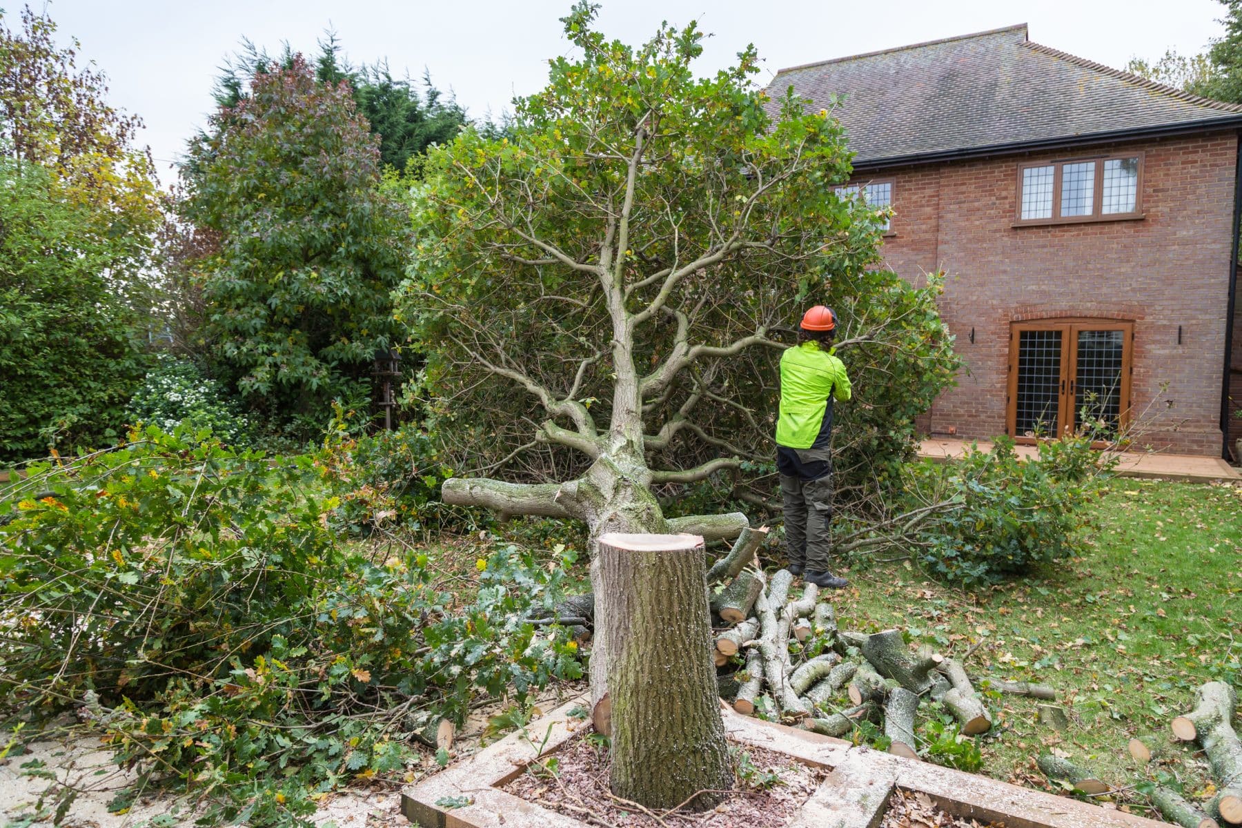 Tree felling methods - is straight or section felling best?