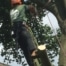 Tree surgery guides - signs your tree needs removing by a professional