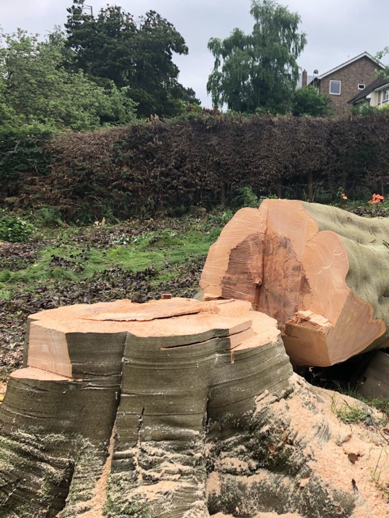 Tree surgeons near Sutton & Belmont, Surrey: felling, maintenance ...