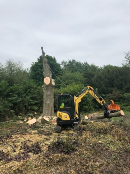 Do you need tree felling services? Here are the signs your tree needs removing. Includes overgrown trees too close to properties, dangerous trees & diseased trees. Get free advice & a quote from an expert tree surgeon.