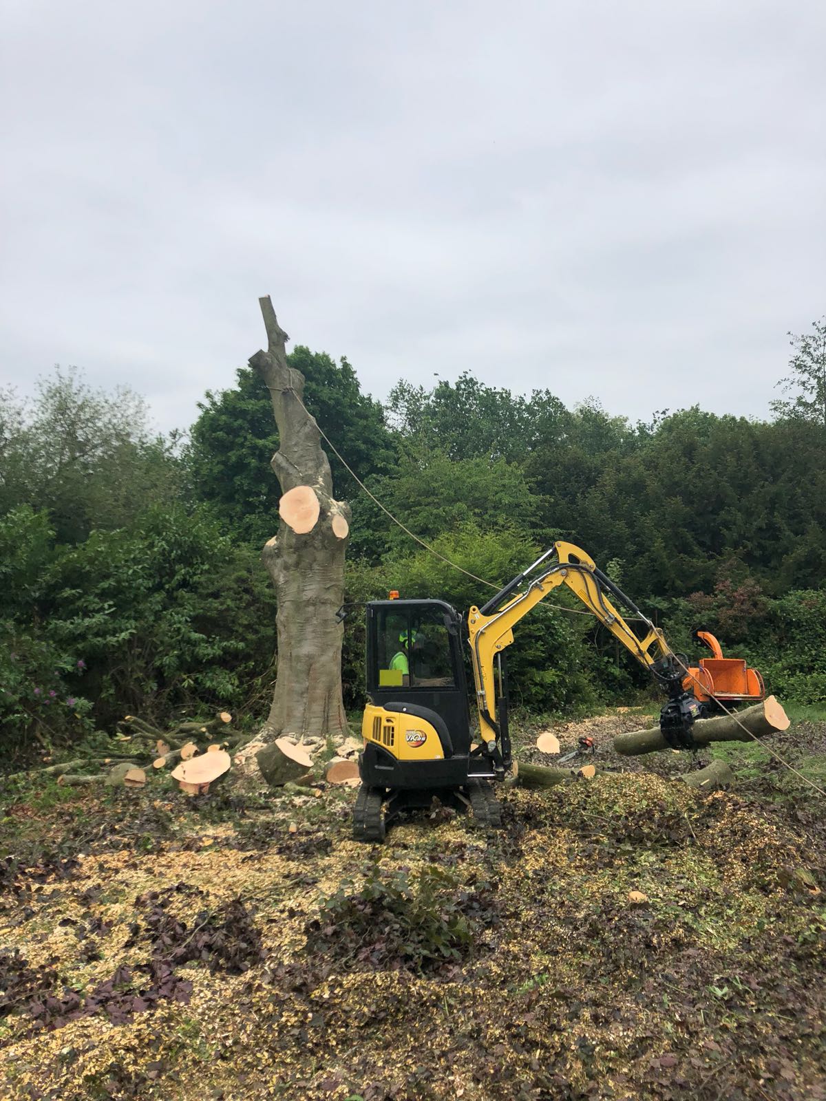 tree-surgeons-epsom (5) Tree maintenance services Surrey