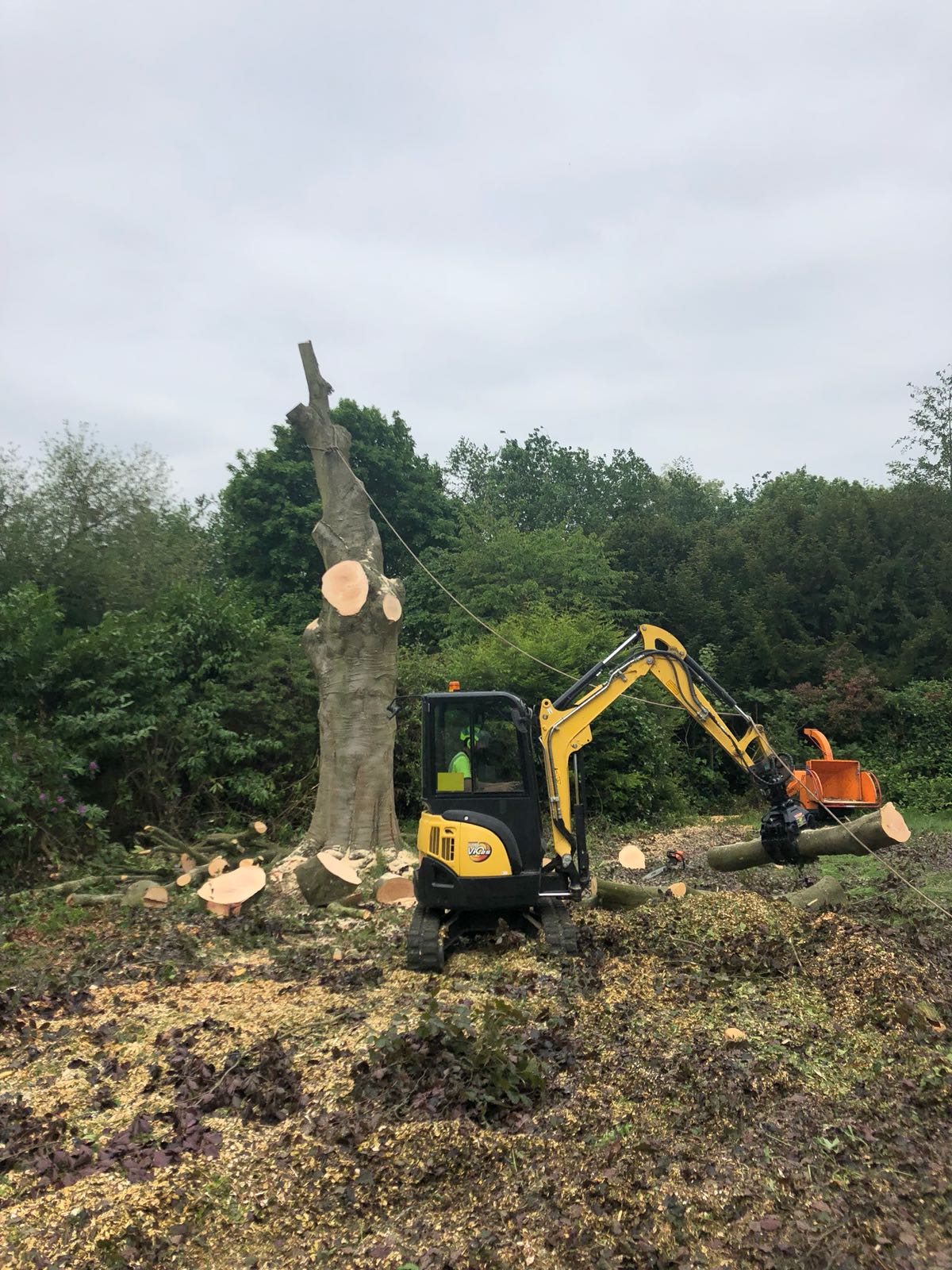 Tree maintenance services Surrey