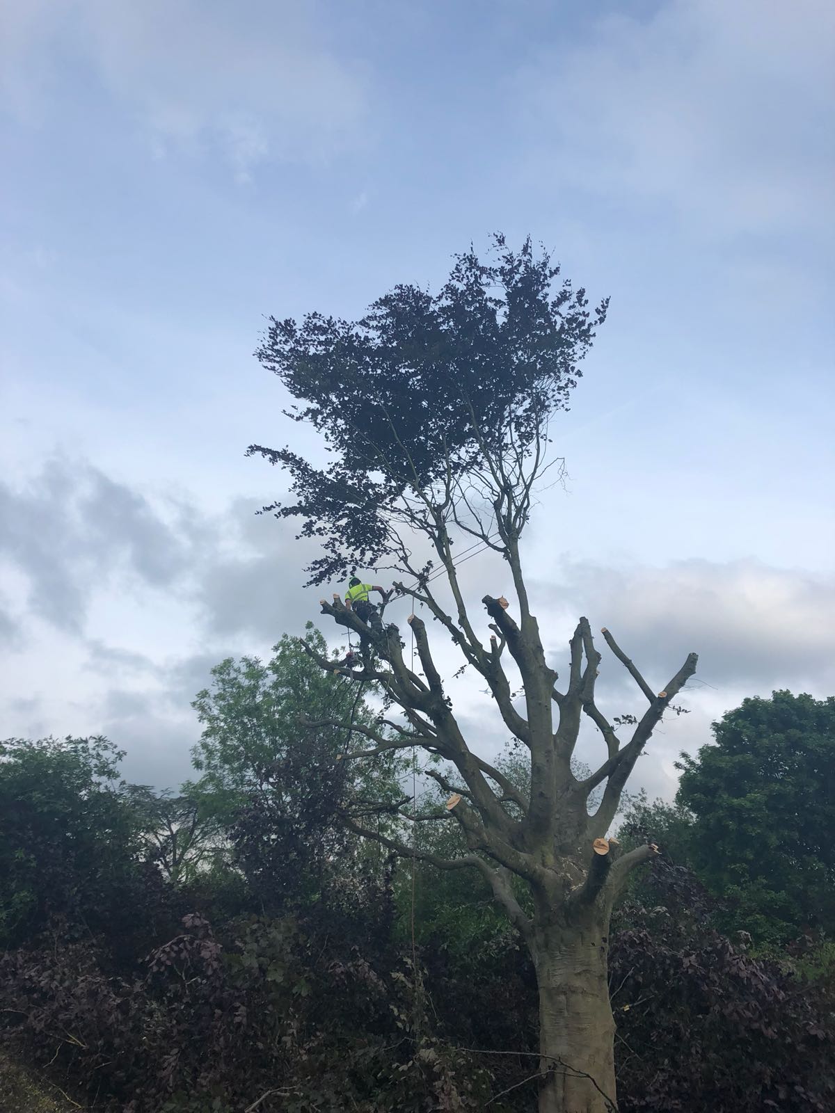 tree-surgeons-epsom Tree pruning services Surrey