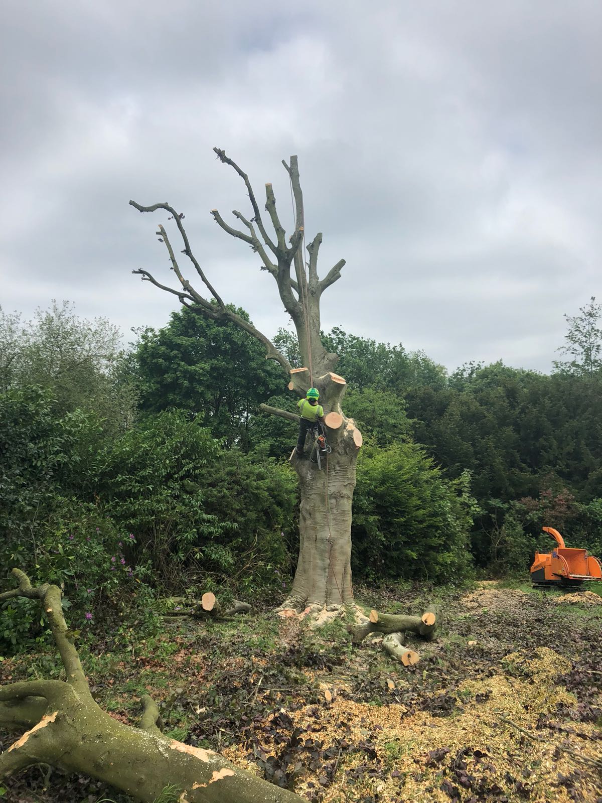 Beware the dangers of DIY tree surgery. Understand the risks of tree felling, stump removal & crown reductions. Always use a professional tree surgeon. Get free advice from experienced tree surgeons in London & Surrey.