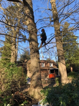 Tree care expert guides - Why you should NEVER perform DIY tree surgery