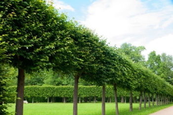 Tree trimming in Surrey